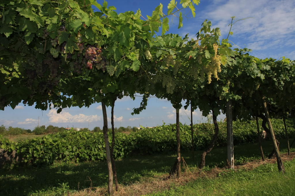 Agriturismo Ca' La Pergola 루가냐노 외부 사진